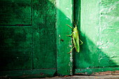 Grashüpfer auf grüner Wand