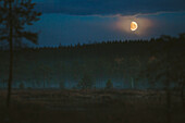 Mond über Wald