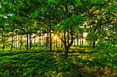 View of forest