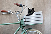 Cat in bicycle basket