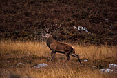 Deer on meadow