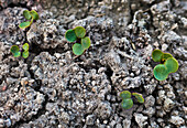 Seedlings growing in cracked soil