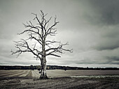 Toter Baum in ländlicher Landschaft