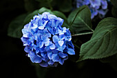Blue Hydrangea flower