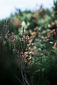 Flowering heather