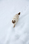 Cat walking through snow
