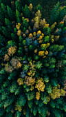 Luftaufnahme eines Herbstwaldes