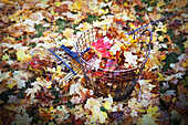 Autumn leaves in wire basket