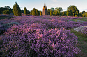 Flowering heathers