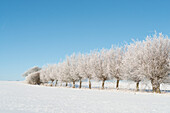 Bäume im Winter