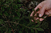 Hand holding pine twig