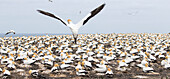 Gannets colony