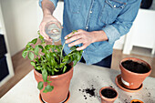 Man watering basil