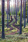 Dirt track in forest