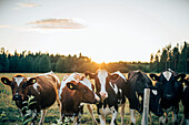 Cows on pasture