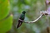 Hummingbird perching on twig