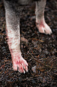 Blood on hunting dog paw