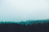 Forest in foggy weather