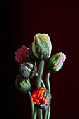 Poppy buds, studio shot