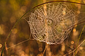 View of spider web at sunset