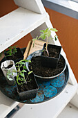 Plants seedlings