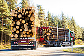 Lorries transporting logs