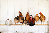 Group of chickens perching on pole in chicken coop