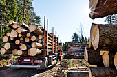 Logs on lorry trailer