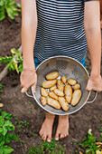 Girl holding new potatoes in colander