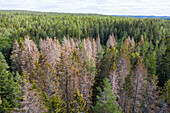 Tote Bäume in einem Kiefernwald