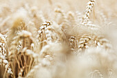 Close-up of wheat on field