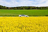 Blühendes Rapsfeld mit Auto im Hintergrund