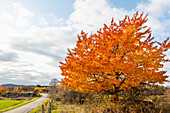 Autumn tree near country road