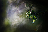 Water droplet on pine twig