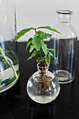 Oak tree growing in vase