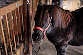 Schwarzes Pony im Stall