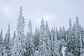 Tannenbäume im Winter