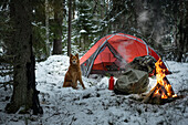Hund sitzt im Winter vor dem Zelt