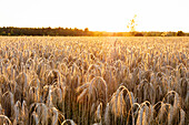 Rye field at sunset