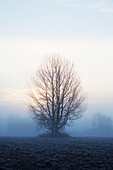 Baum in der Abenddämmerung