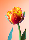 Close up of tulip