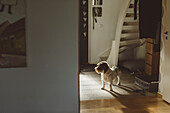 Hund im Hausflur stehend