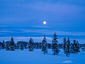 Moon over snowy conifer forest