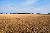 Blick auf ein Weizenfeld