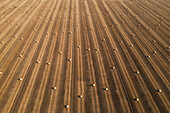 Aerial view of wheat field