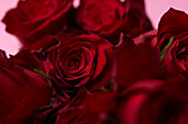 Rote Rosen auf rosa Hintergrund