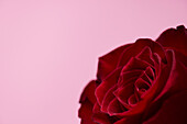 Rote Rose auf rosa Hintergrund
