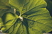 Close-up of green leaf