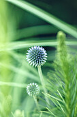 View of globe thistle