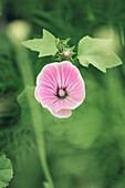 Blick auf rosa Stockrose